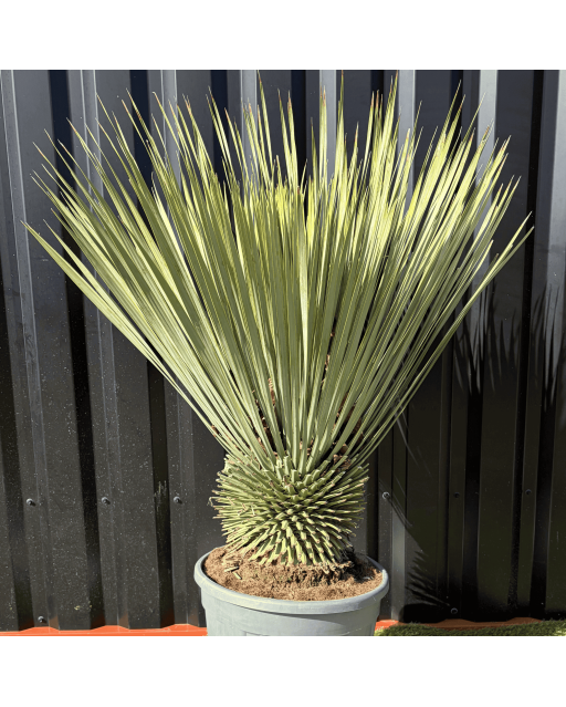 Yucca Rostrata H.110 cm