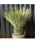 Yucca Rostrata H.110 cm