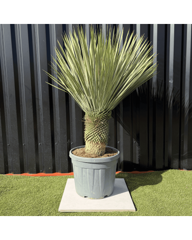 Yucca Rostrata H.140 cm