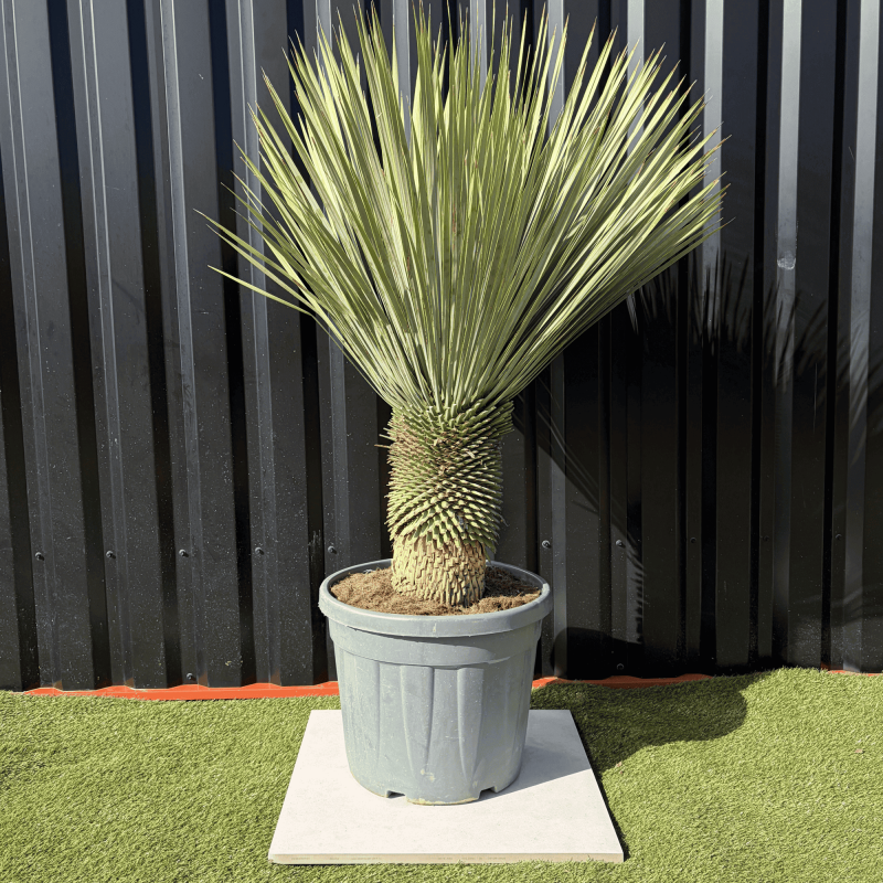 Yucca Rostrata H.140 cm