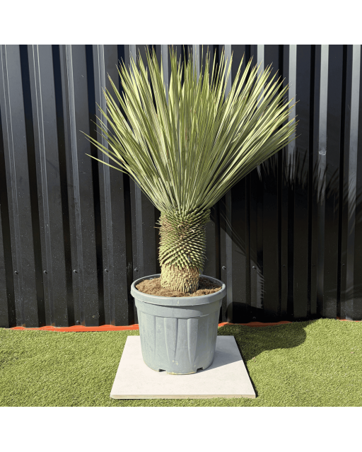 Yucca Rostrata H.140 cm