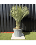 Yucca Rostrata H.140 cm