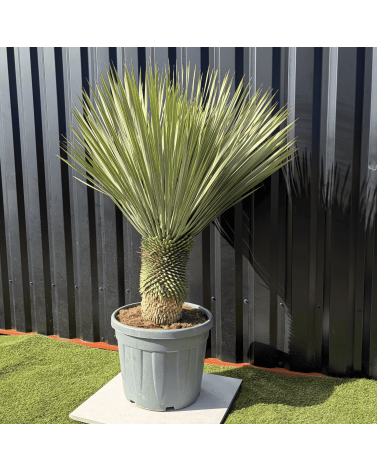 Yucca Rostrata H.140 cm