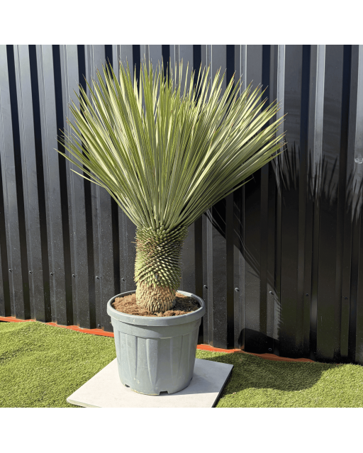 Yucca Rostrata H.140 cm