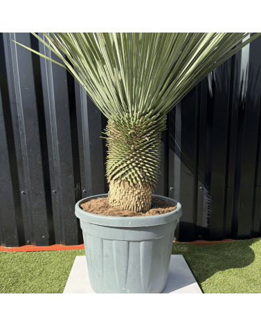 Yucca Rostrata H.140 cm