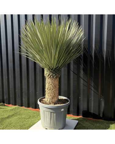 Yucca Rostrata H.150 cm