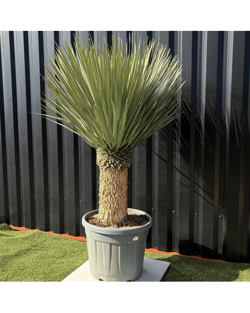 Yucca Rostrata H.150 cm