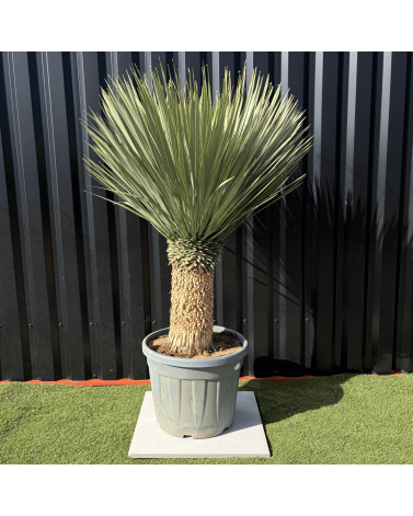 Yucca Rostrata H.150 cm