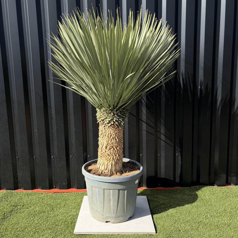 Yucca Rostrata H.150 cm