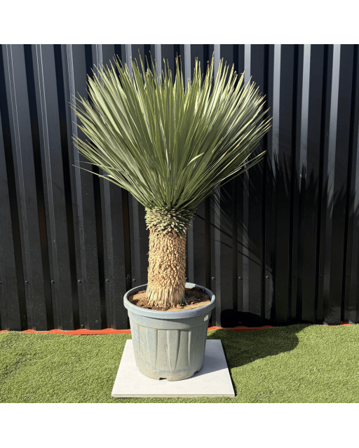 Yucca Rostrata H.150 cm