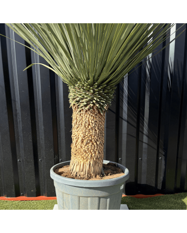 Yucca Rostrata H.150 cm