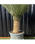 Yucca Rostrata H.150 cm