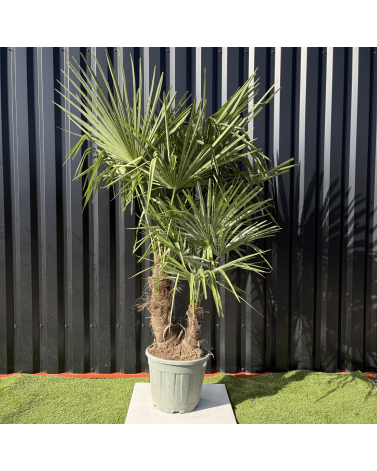Palmier Trachycarpus Fortunei Multi Troncs, H.140 cm