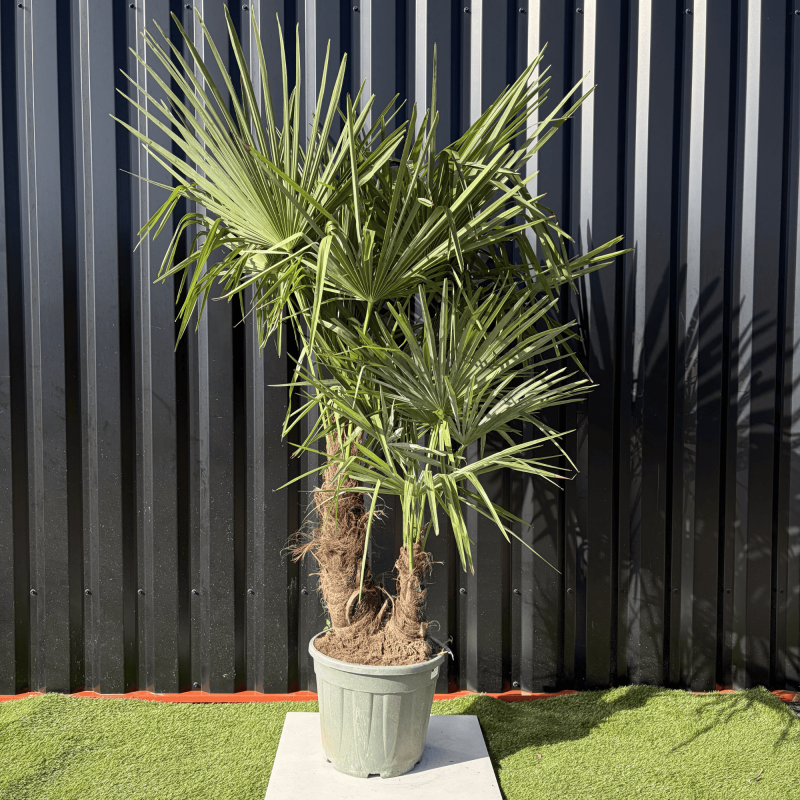 Palmier Trachycarpus Fortunei Multi Troncs, H.140 cm