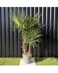 Palmier Trachycarpus Fortunei Multi Troncs, H.140 cm