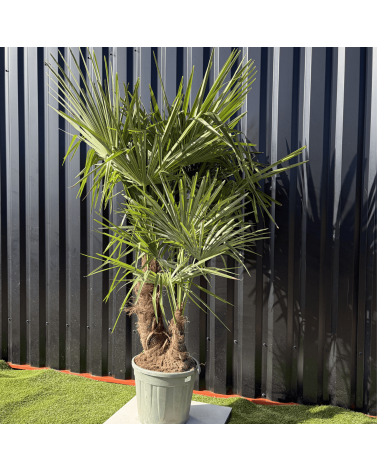 Palmier Trachycarpus Fortunei Multi Troncs, H.140 cm