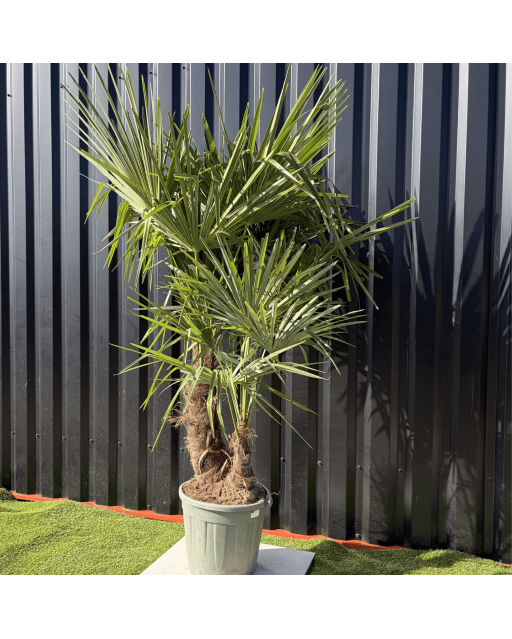 Palmier Trachycarpus Fortunei Multi Troncs, H.140 cm
