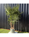 Palmier Trachycarpus Fortunei Multi Troncs, H.140 cm