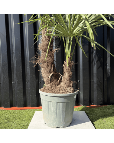 Palmier Trachycarpus Fortunei Multi Troncs, H.140 cm