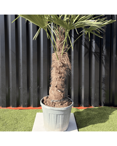 Palmier Trachycarpus Fortunei Tronc de 50/60 cm, H.180 cm