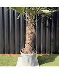 Palmier Trachycarpus Fortunei Tronc de 50/60 cm, H.180 cm