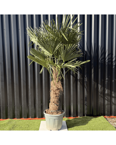 Palmier Trachycarpus Fortunei Tronc de 50/60 cm, H.180 cm