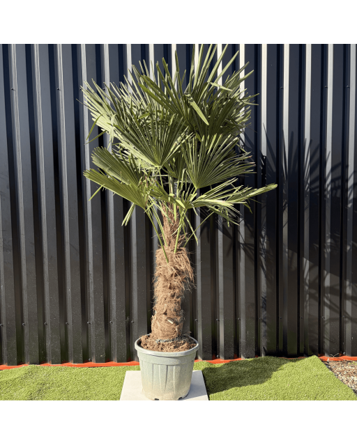 Palmier Trachycarpus Fortunei Tronc de 50/60 cm, H.180 cm