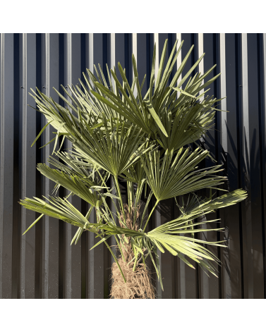 Palmier Trachycarpus Fortunei Tronc de 50/60 cm, H.180 cm