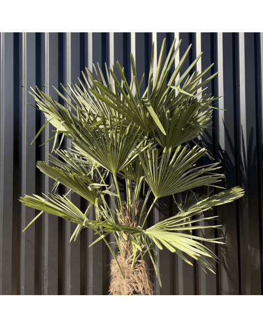 Palmier Trachycarpus Fortunei Tronc de 50/60 cm, H.180 cm