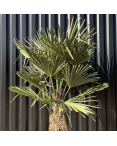 Palmier Trachycarpus Fortunei Tronc de 50/60 cm, H.180 cm