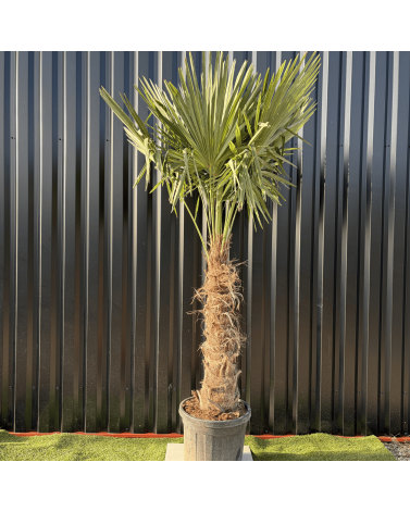 Palmier Trachycarpus Fortunei Tronc de 80/100 cm, H.220 cm