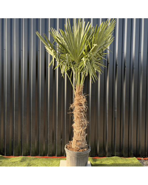 Palmier Trachycarpus Fortunei Tronc de 80/100 cm, H.220 cm