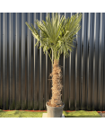 Palmier Trachycarpus Fortunei Tronc de 80/100 cm, H.220 cm