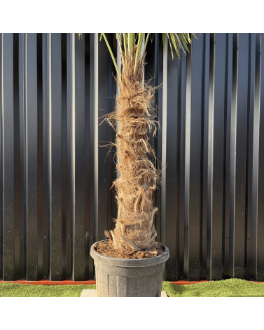 Palmier Trachycarpus Fortunei Tronc de 80/100 cm, H.220 cm