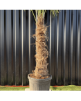 Palmier Trachycarpus Fortunei Tronc de 80/100 cm, H.220 cm