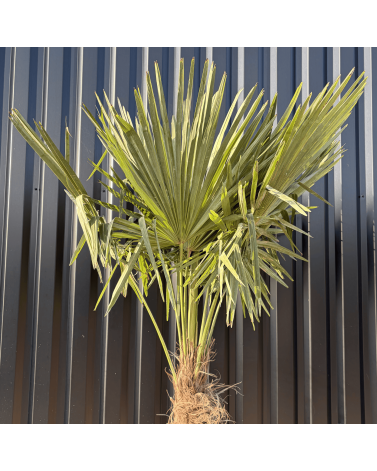 Palmier Trachycarpus Fortunei Tronc de 80/100 cm, H.220 cm