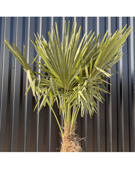 Palmier Trachycarpus Fortunei Tronc de 80/100 cm, H.220 cm