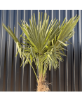 Palmier Trachycarpus Fortunei Tronc de 80/100 cm, H.220 cm