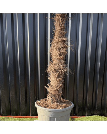 Palmier Trachycarpus Fortunei Tronc de 100/120 cm, H.240 cm