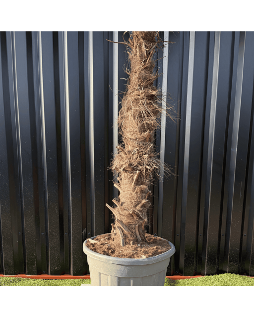 Palmier Trachycarpus Fortunei Tronc de 100/120 cm, H.240 cm