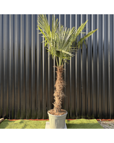 Palmier Trachycarpus Fortunei Tronc de 100/120 cm, H.240 cm