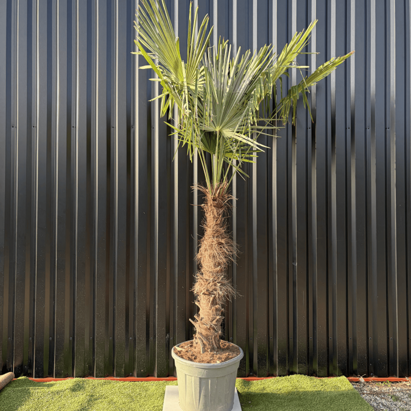 Palmier Trachycarpus Fortunei Tronc de 100/120 cm, H.240 cm