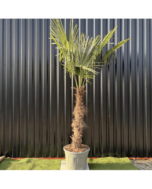 Palmier Trachycarpus Fortunei Tronc de 100/120 cm, H.240 cm