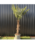 Palmier Trachycarpus Fortunei Tronc de 100/120 cm, H.240 cm