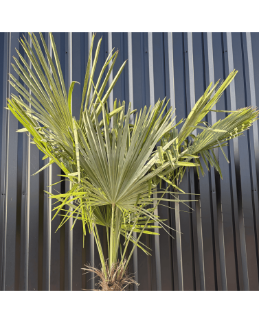 Palmier Trachycarpus Fortunei Tronc de 100/120 cm, H.240 cm