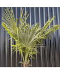 Palmier Trachycarpus Fortunei Tronc de 100/120 cm, H.240 cm