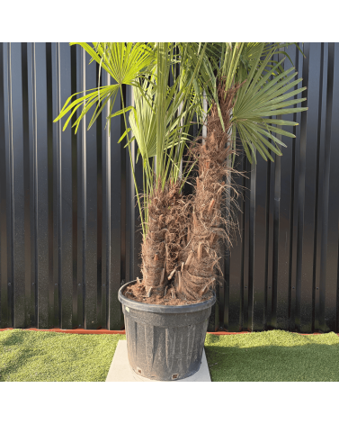 Palmier Trachycarpus Fortunei Multi Troncs, H.250 cm