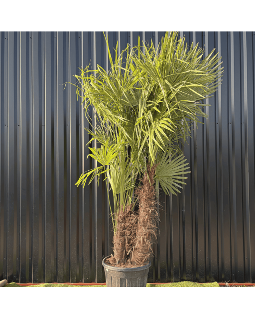 Palmier Trachycarpus Fortunei Multi Troncs, H.250 cm