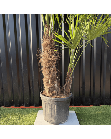 Palmier Trachycarpus Fortunei Multi Troncs, H.180 cm