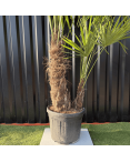 Palmier Trachycarpus Fortunei Multi Troncs, H.180 cm